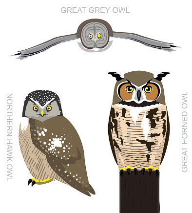 Bird American Owl Set Cartoon Vector Illustration