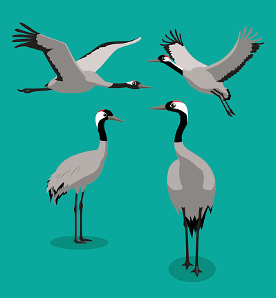 Bird Common Crane Cartoon Vector Illustration