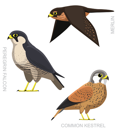 Bird Falcon Set Cartoon Vector Illustration