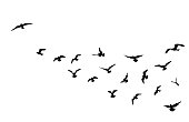 Bird flying silhouette over sky background. Animal wildlife skyline