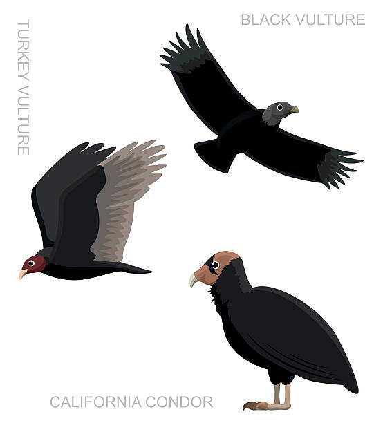 Bird New World Vulture Set Cartoon Vector Illustration Animal Character EPS10 File Format american black vulture stock illustrations