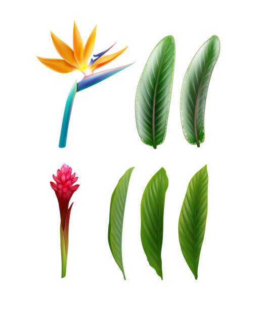 Bird of Paradise and Red Ginger Vector set of tropical plants Bird of Paradise flower or Strelitzia Reginae and Alpinia Purpurata with leaves isolated on white background bird of paradise plant stock illustrations