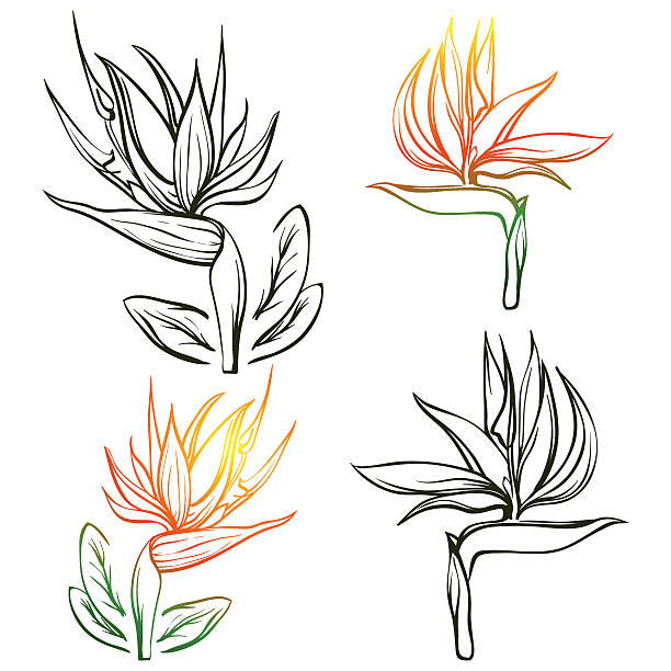 Royalty Free Bird Of Paradise Plant Clip Art, Vector Images & Illustrations - iStock