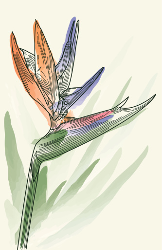 Bird of Paradise Flower - Line Art
