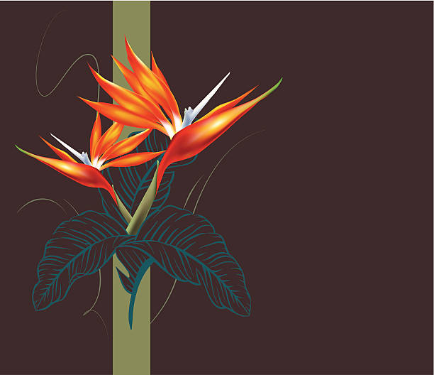 Bird of Paradise tropical print Vector birds of paradise illustration in a vintage fabric styled pattern. The flowers are easily used independent of the pattern. bird of paradise plant stock illustrations