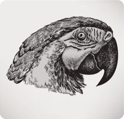 Bird parrot, hand drawing, vector illustration.