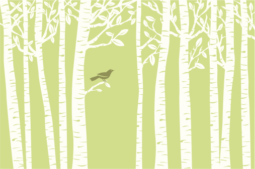 A bird perches among the birch trees. 