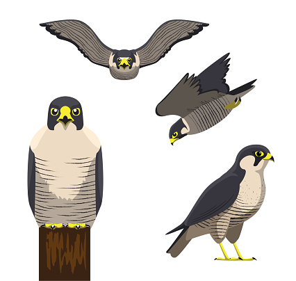 Bird Peregrine Cartoon Vector Illustration
