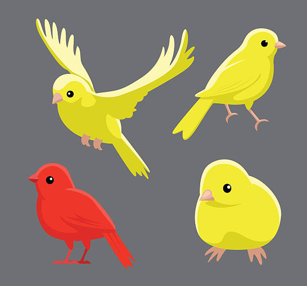 stockillustraties, clipart, cartoons en iconen met bird poses domestic canary vector illustration - kanarie