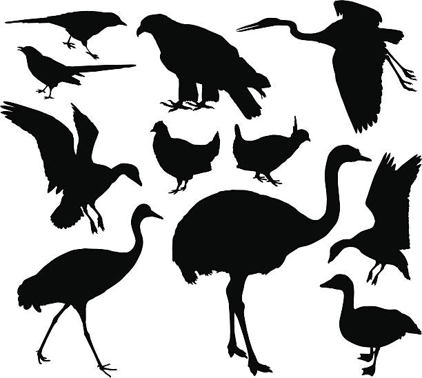 ilustrações de stock, clip art, desenhos animados e ícones de silhuetas de pássaro - grouse flying