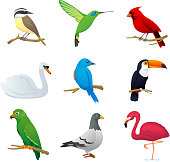 Realistic Bird species collection, with nine different bird species vector illustration. 