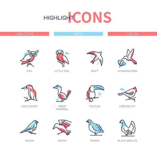 ilustrações de stock, clip art, desenhos animados e ícones de bird species - modern line design style icons set - grouse flying
