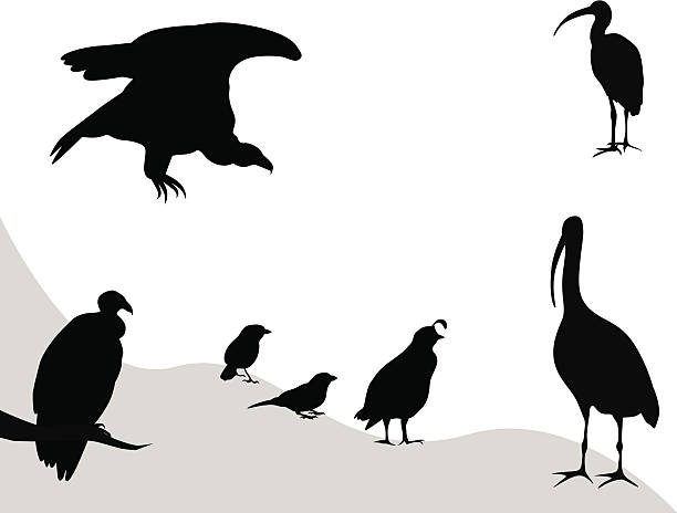 ilustrações de stock, clip art, desenhos animados e ícones de birdly - grouse flying