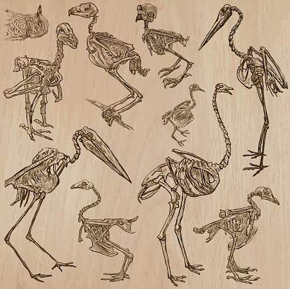 Birds Bones, Skeletons - freehands, vector