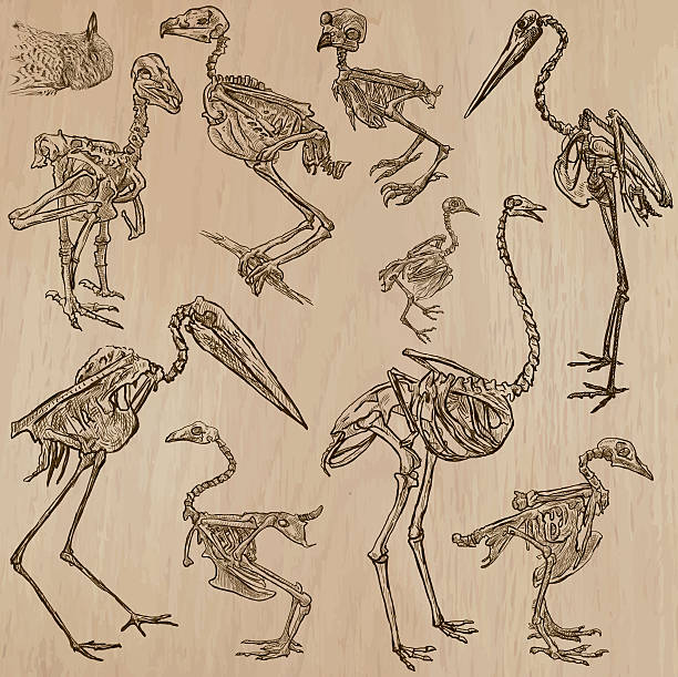 illustrations, cliparts, dessins animés et icônes de os d’oiseaux, squelettes - à main levée, vecteur - squelette oiseau