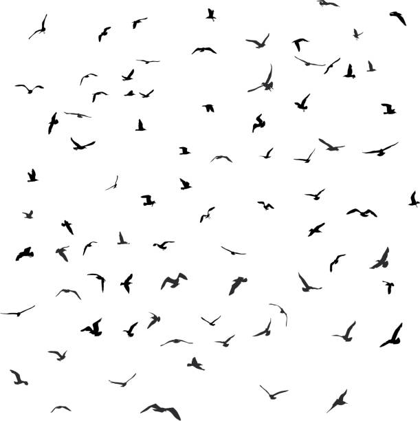 Birds, gulls, black silhouette on white background. Vector Birds, gulls, black silhouette on white background Vector bird silhouettes stock illustrations