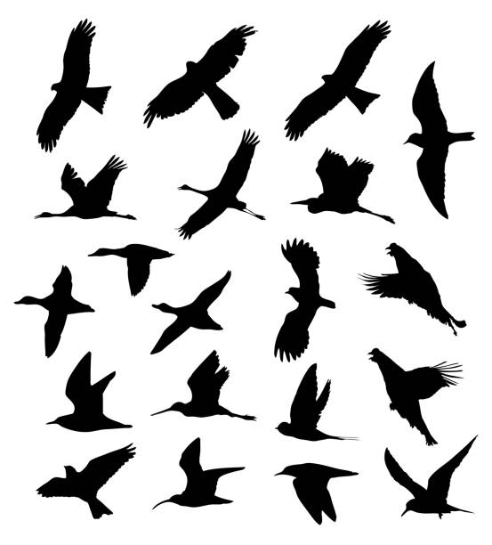 ilustrações de stock, clip art, desenhos animados e ícones de birds in the flight set silhouettes - grouse flying