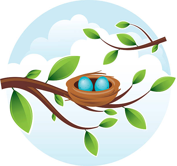Bird's Nest with Eggs Bird's nest in tree. All colors are global. Gradients used. bird's nest stock illustrations