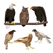 Birds of prey. Set of vector illustration isolated on white background.