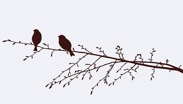 stockillustraties, clipart, cartoons en iconen met birds on a sprig - twee dieren