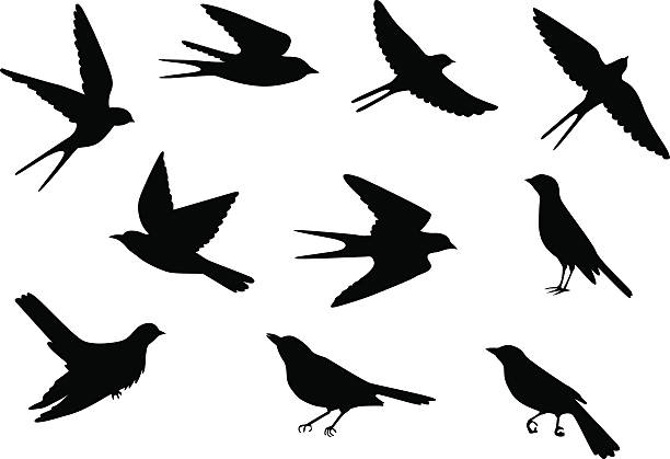birds pattern Set of silhouettes of flying and sitting birds bird silhouettes stock illustrations