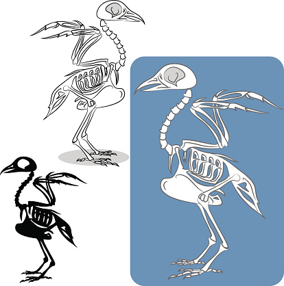 bird's skeleton