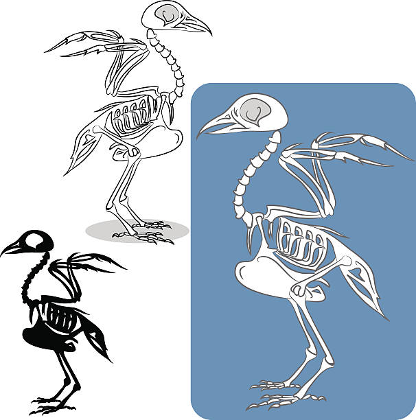 illustrations, cliparts, dessins animés et icônes de oiseau de skeleton - squelette oiseau