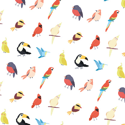 birds species pattern