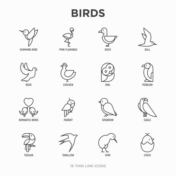 鳥の細い線のアイコンセット:鳩、フクロウ、ペンギン、スズメ、ツバメ、キウイ、オウム、ワシ、ハミング鳥、ピンクのフラミンゴ。現代のベクトルイラスト。 - 鳥点のイラスト素材／クリップアート素材／マンガ素材／アイコン素材