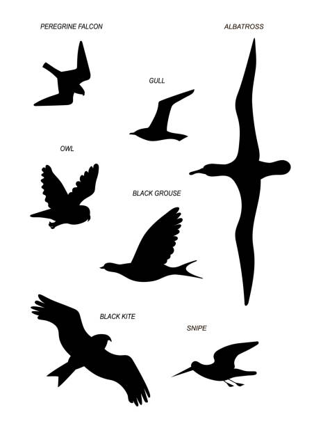 ilustrações de stock, clip art, desenhos animados e ícones de birds. vector black drawing line silhouette image set. - grouse flying