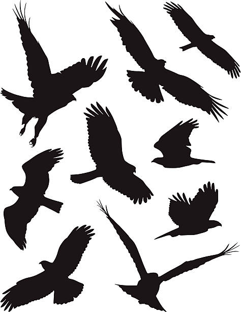 Birds ferocious birds bird silhouettes stock illustrations