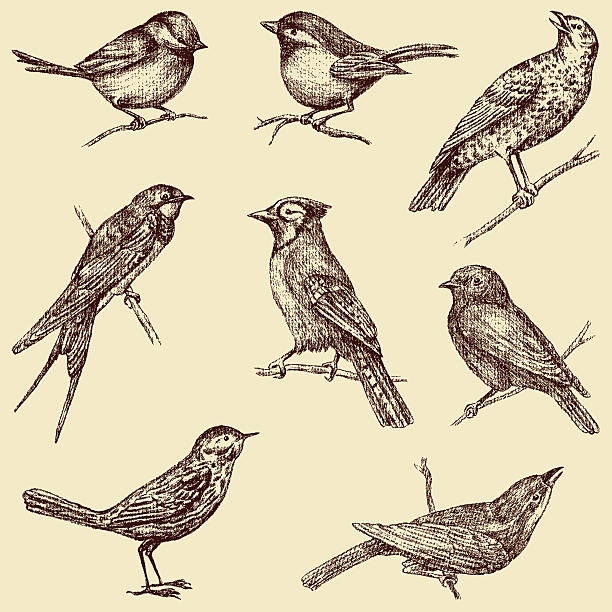 birds The vector drawings of a different wild birds. bird drawings stock illustrations