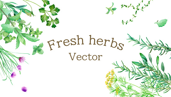 A bird's-eye view of various herbs placed on the table. Frame background. Watercolor illustration trace vector. Layout can be changed.