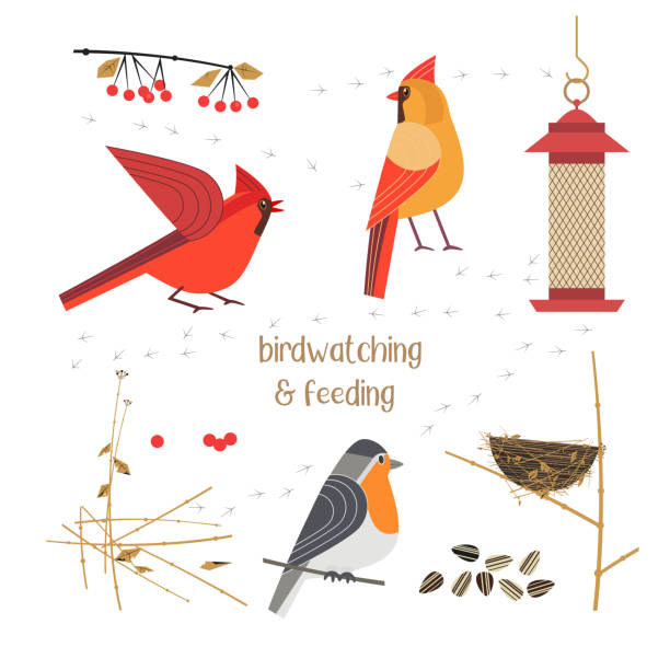 vögel beobachten und füttern - garden party suit stock-grafiken, -clipart, -cartoons und -symbole