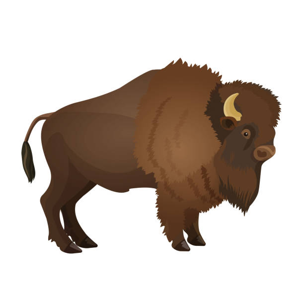 Bison large even-toed ungulate realistic vector illustration i Bison large even-toed ungulate realistic vector illustration isolated on white background. Bull with horns terrestrial animal buffalo stock illustrations