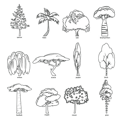 Black And White, Flat green trees vector illustration set. Pine, spruce, maple, poplar, acacia, birch, oak, brachychiton, willow, palm, baobab, rowan, tree icons. Nature concept