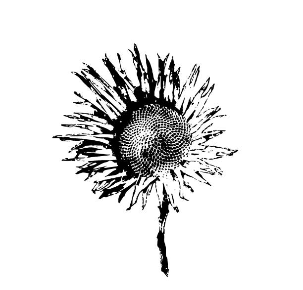 Download Top 60 Drawing Of A Sunflower Black And White Clip Art ...