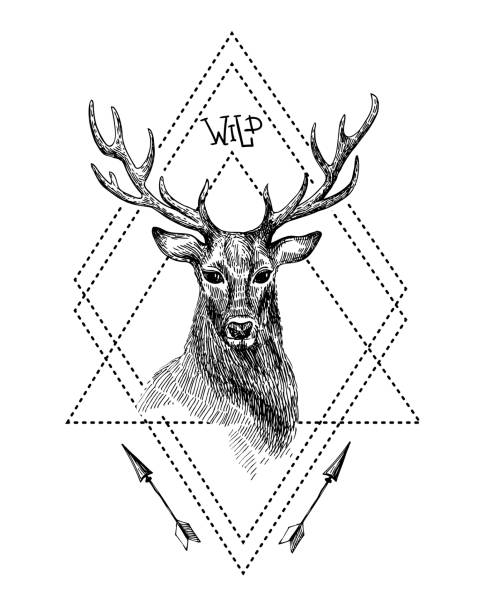 bildbanksillustrationer, clip art samt tecknat material och ikoner med black and white isolated deer. - whitetail