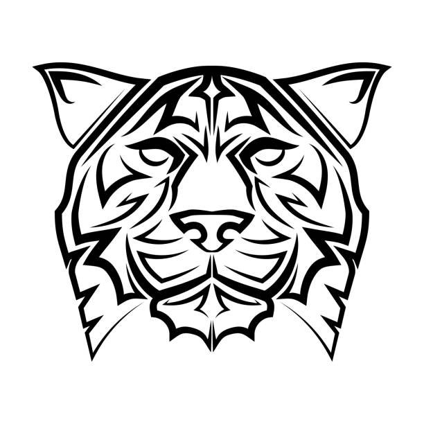 Drawing Of The Bengal Tiger Roar Illustrations, Royalty-Free Vector ...