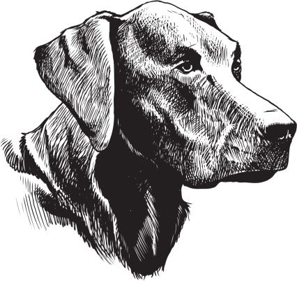 Black and white sketch of a Labrador Retriever
