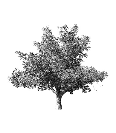 Monochrome vintage engraving tree illustration isolated on white background