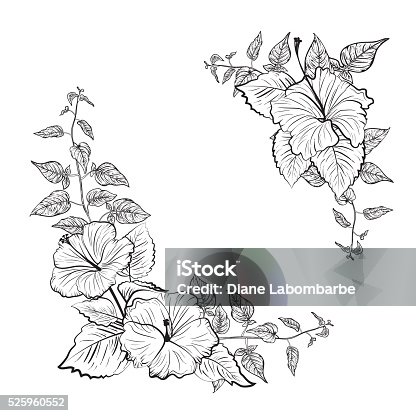istock Black and White Tropical Hibiscus Floral Frame 525960552
