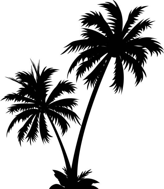 Palm Tree Clip Art, Vector Images & Illustrations - iStock