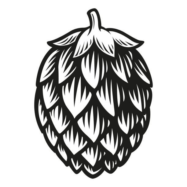 ilustrações de stock, clip art, desenhos animados e ícones de a black and white vector illustration of a hop - beer hop