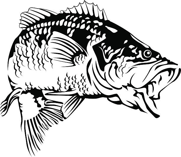 Black Bass Illustrations of a Large mouth black bass fish junpink bass fish jumping stock illustrations