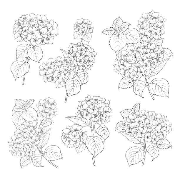 Black contour of hydrangea Black contour of hydrangea on white background. Mop head hydrangea flower isolated over white. Beautiful set of blooming flowers.Vector illustration. hydrangea stock illustrations