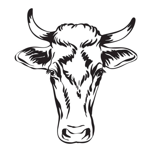 Black contour portrait of the cow vector Abstract contour portrait of cow vector illustration isolated on white background. Engraving template image of bull for label, logo, emblem, design, packaging, print and tattoo. drawing of the bull head tattoo designs stock illustrations