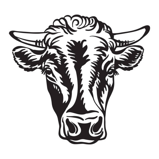 Black contour portrait of the cow vector Abstract contour portrait of bull vector illustration isolated on white background. Engraving template image of cow for label, logo, emblem, design, packaging, print and tattoo. drawing of the bull head tattoo designs stock illustrations