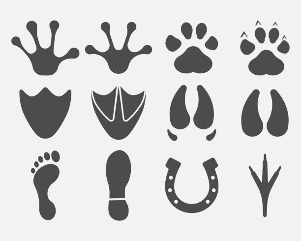 Black Different Animal and Bird Silhouettes Tracks Set isolated on white background. Vector illustration. Black Different Animal and Bird Silhouettes Tracks Set isolated on white background. Vector illustration. Eps 10. horse patterns stock illustrations