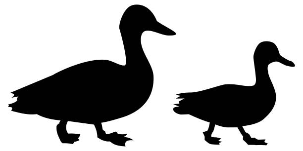 Black duck silhouettes from the side, in motion. Mallard dabbling ducks walking on the ground - slightly different outline vectors, graphic resources. Couple, group, siblings. Black duck silhouettes from the side, in motion. Mallard dabbling ducks walking on the ground - slightly different outline vectors, graphic resources. Couple, group, siblings. drake stock illustrations